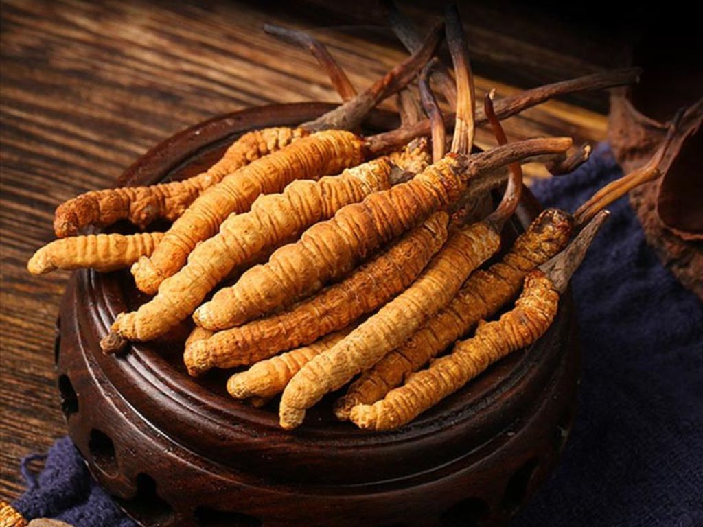 3. Đông trùng hạ thảo tự nhiên: quý hiếm và đắt đỏ